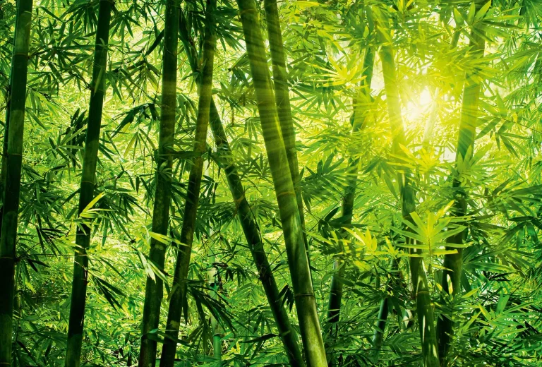 Bamboo Forest - Wall Mural 5403 - 4 Panel - 192cm x 260cm — Ảnh 5