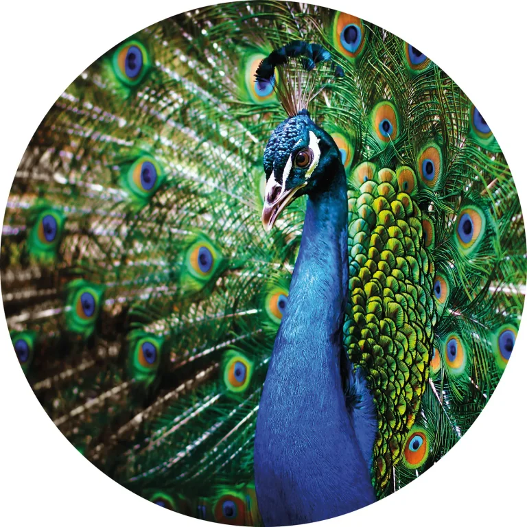 Beautiful Peacock - Wall Mural 5490 - Round - 144cm diameter — Ảnh 2