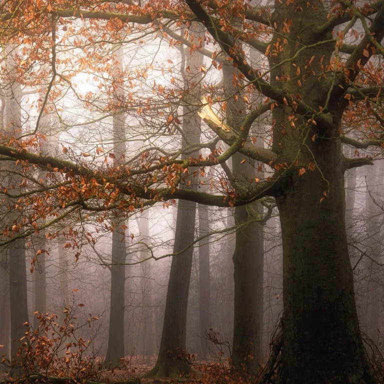Misty Autumn Forest - Wall Mural 5450 - 4 Panel - 192cm x 260cm — Ảnh 3