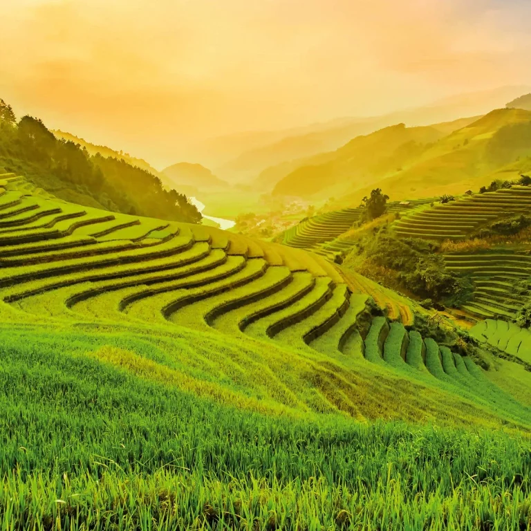 Terraced Rice Field In Vietnam - Wall Mural 5032 - 8 Panel - 384cm x 260cm — Ảnh 3