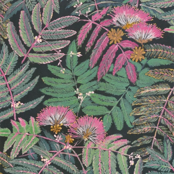 Botanica Albizia