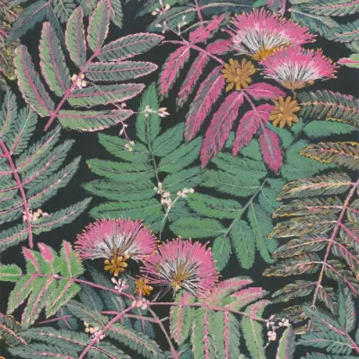 Botanica Albizia