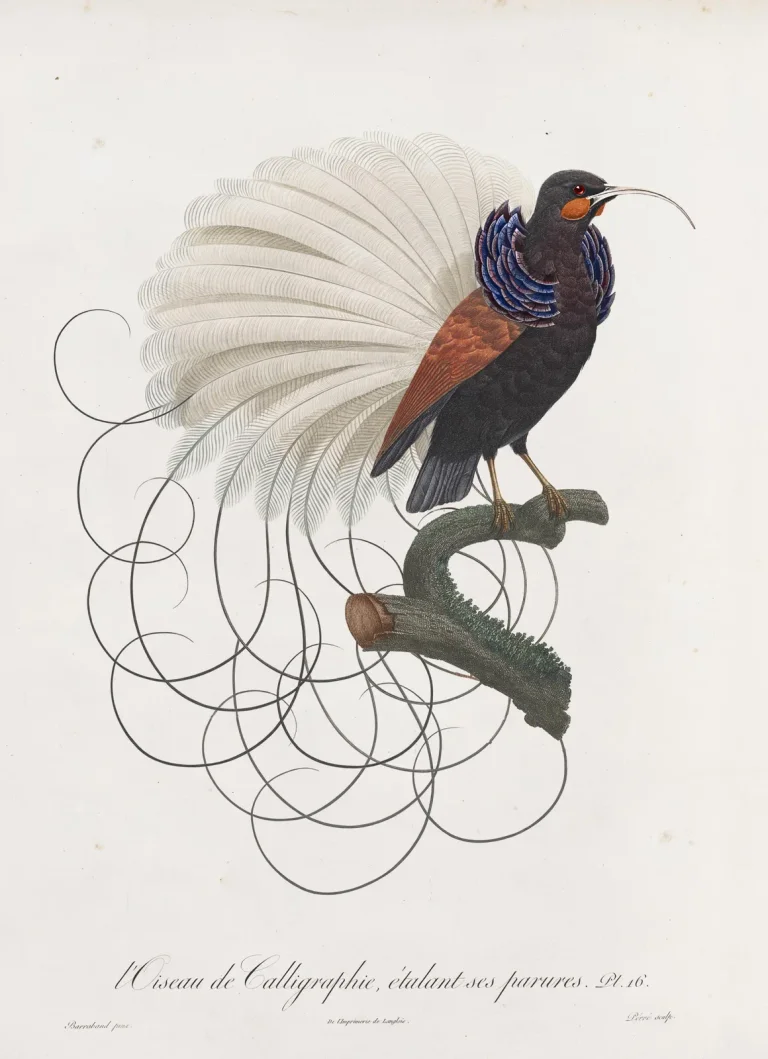 Calligraphy Bird Ash — Ảnh 6