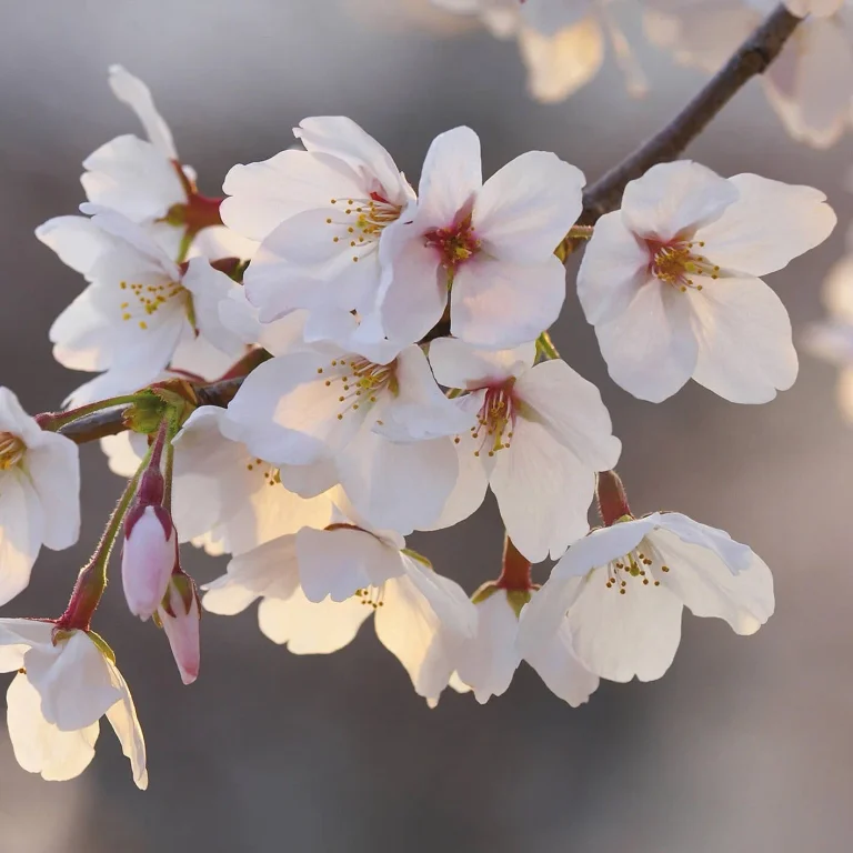 Cherry Blossoms - Wall Mural 5494 - 8 Panel - 384cm x 260cm — Ảnh 4