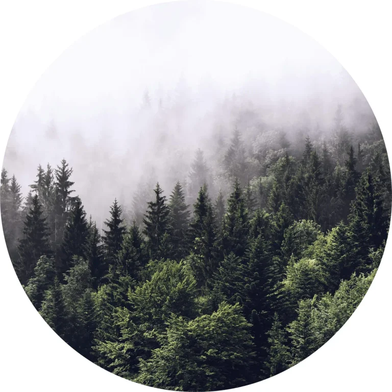 Forest Mist - Wall Mural 5433 - 4 Panel - 192cm x 260cm — Ảnh 6