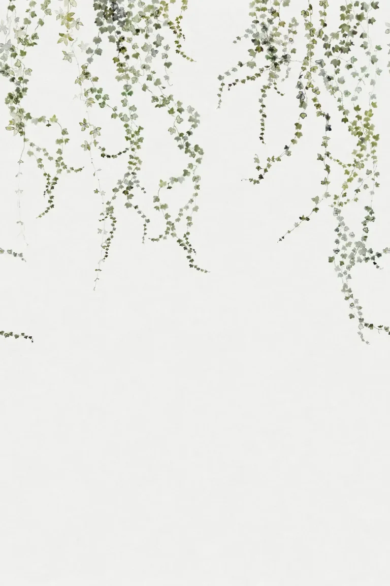 Aralia