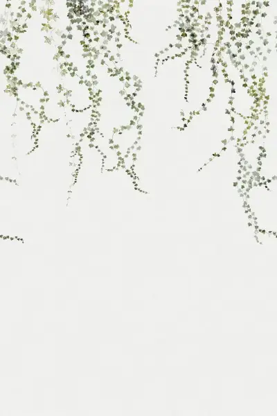Aralia