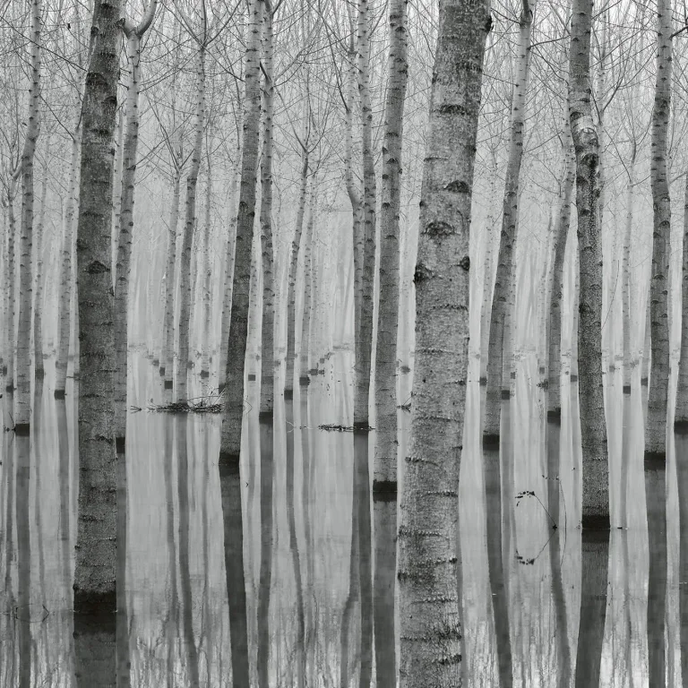 Birch Forest In The Water - Wall Mural 5122 - 4 Panel - 192cm x 260cm — Ảnh 4