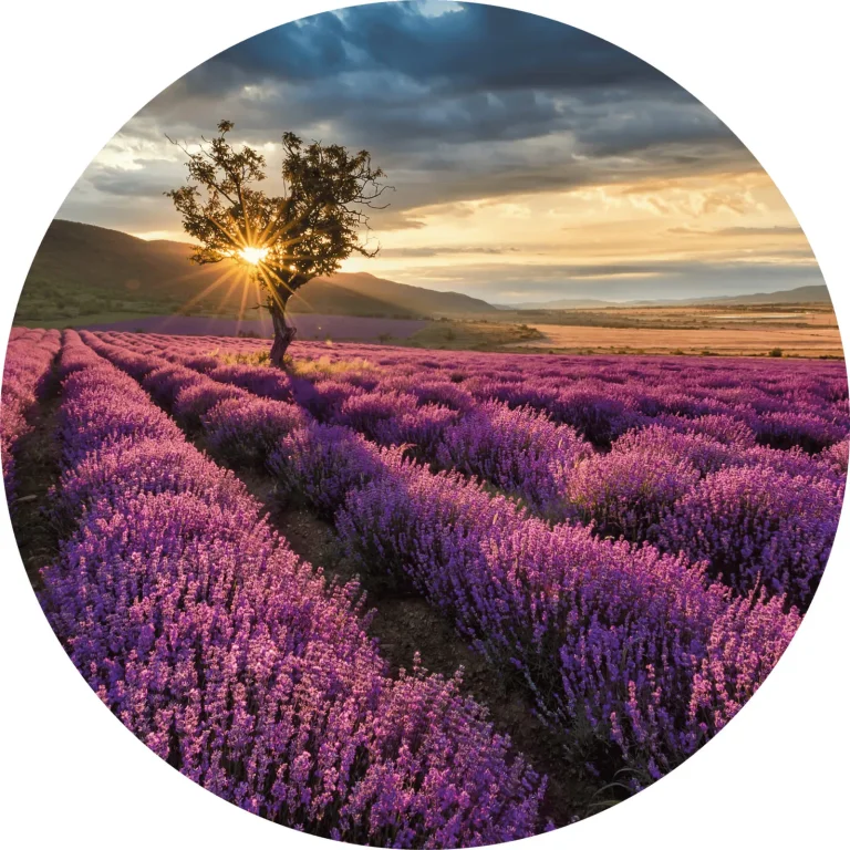 Lavender in the Provence - Wall Mural 5484 - 8 Panel - 384cm x 260cm — Ảnh 6