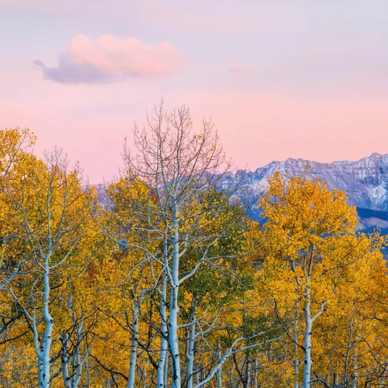 Birches and Mountains - Wall Mural 5066 - 4 Panel - 192cm x 260cm — Ảnh 3