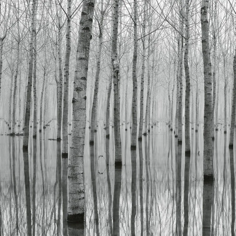 Birch Forest In The Water - Wall Mural 5122 - 4 Panel - 192cm x 260cm — Ảnh 3