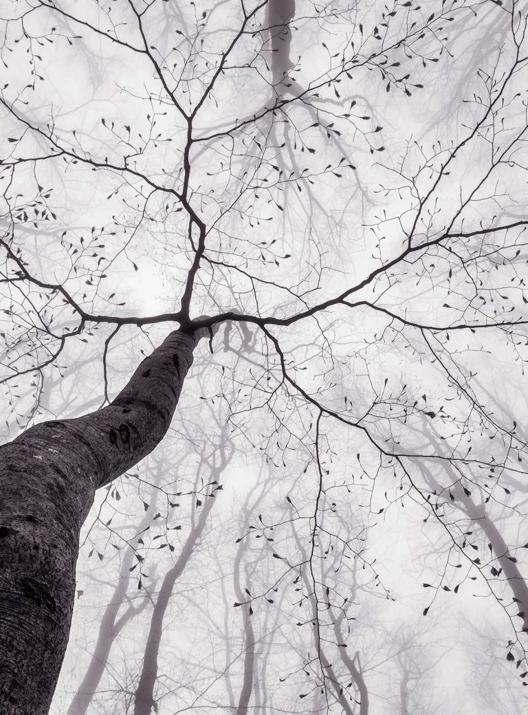 Inside The Trees - Wall Mural 5413 - 4 Panel - 192cm x 260cm — Ảnh 5