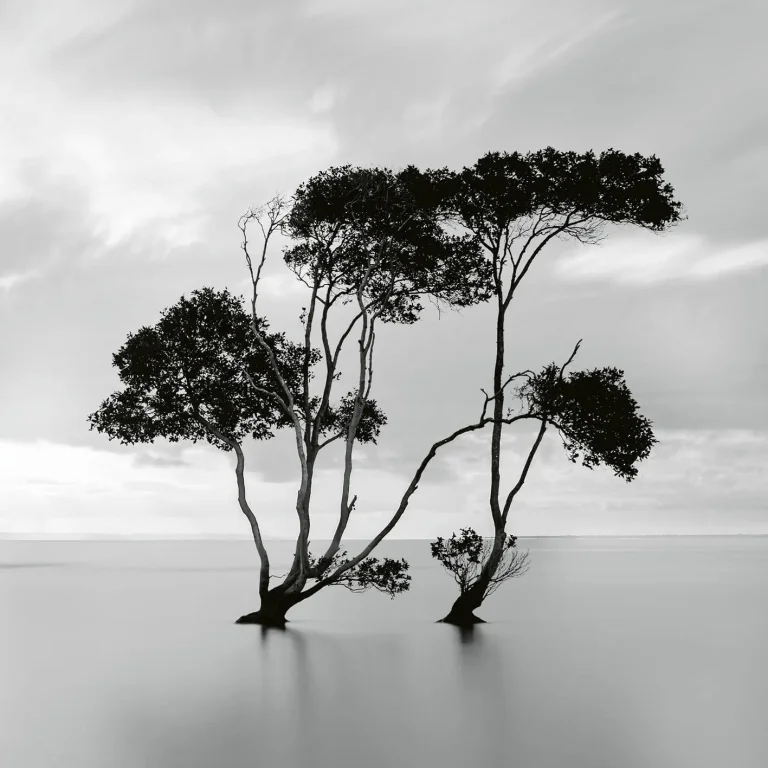 Trees In The Still Water - Wall Mural 5095 - 8 Panel - 384cm x 260cm — Ảnh 3