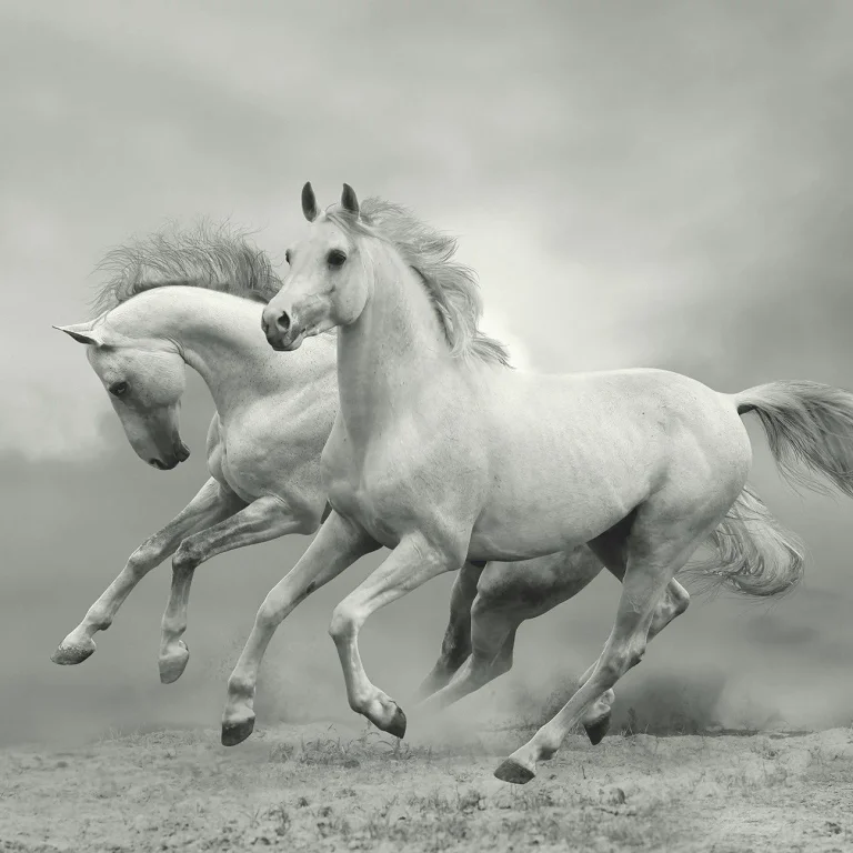 White Wild Horses - Wall Mural 5519 - 8 Panel - 384cm x 260cm — Image 2