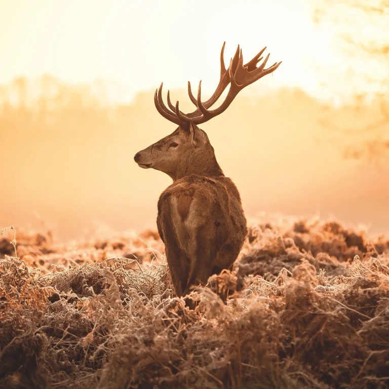 Majestic Deer - Wall Mural 5514 - 4 Panel - 192cm x 260cm — Ảnh 3