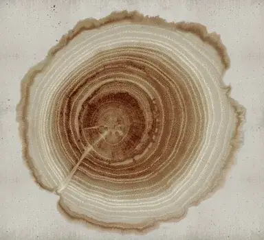 Tree of Life WDEE2102