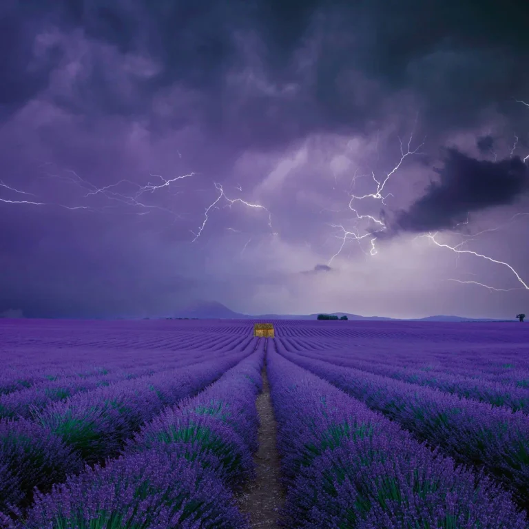 Field of Lavender - Wall Mural 5148 - 8 Panel - 384cm x 260cm — Ảnh 3