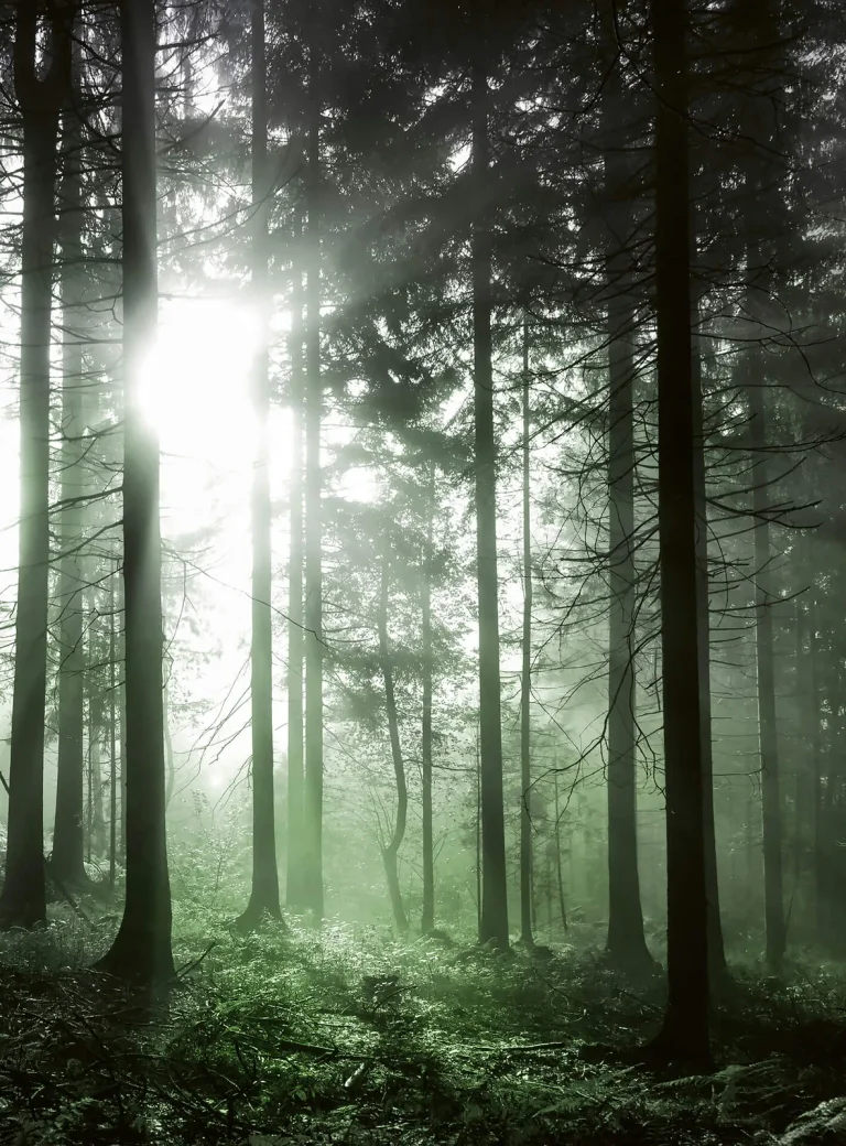 Sunrays - Wall Mural 5181 - 4 Panel - 192cm x 260cm — Ảnh 4
