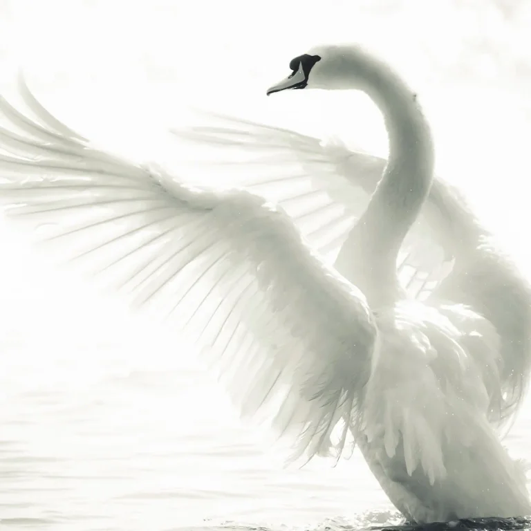Majestic Swan - Wall Mural 5517 - 4 Panel - 192cm x 260cm — Image 2