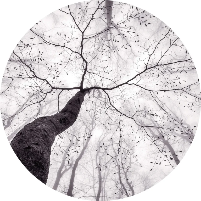 Inside The Trees - Wall Mural 5413 - 4 Panel - 192cm x 260cm — Ảnh 6