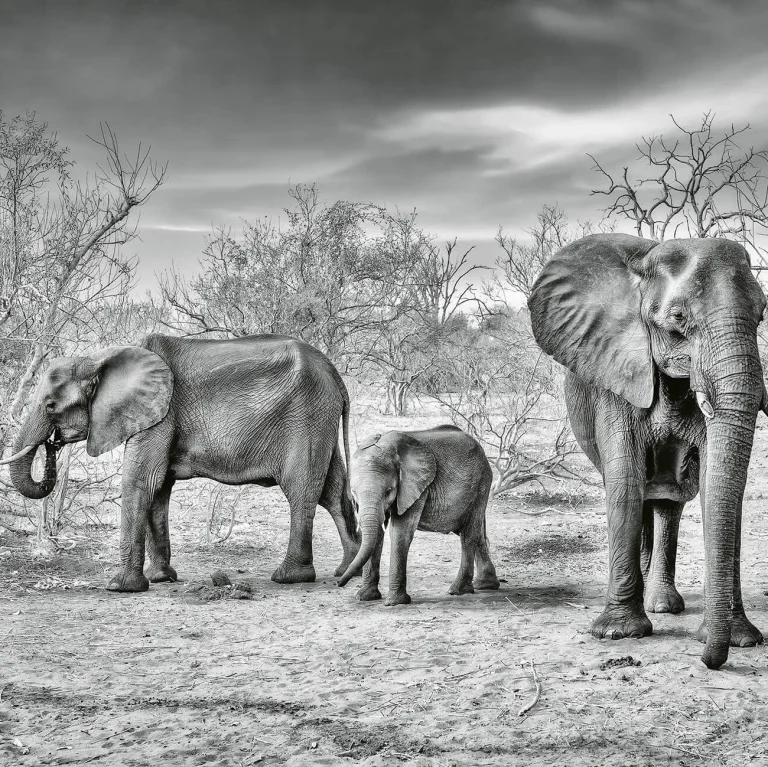 Elephant Family - Wall Mural 5096 - 8 Panel - 384cm x 260cm — Ảnh 2