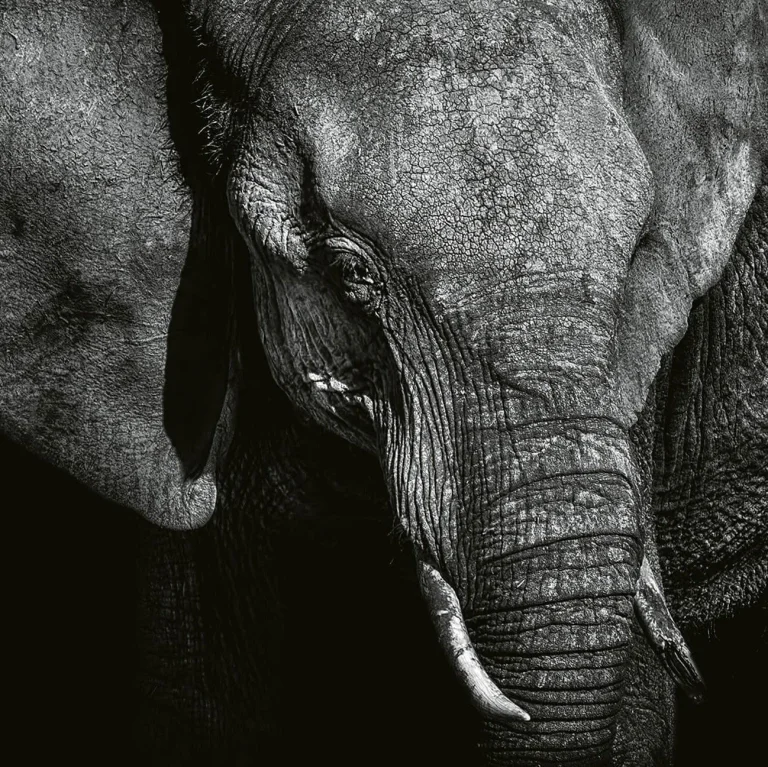 Beautiful Elephant - Wall Mural 5080 - 8 Panel - 384cm x 260cm — Image 2