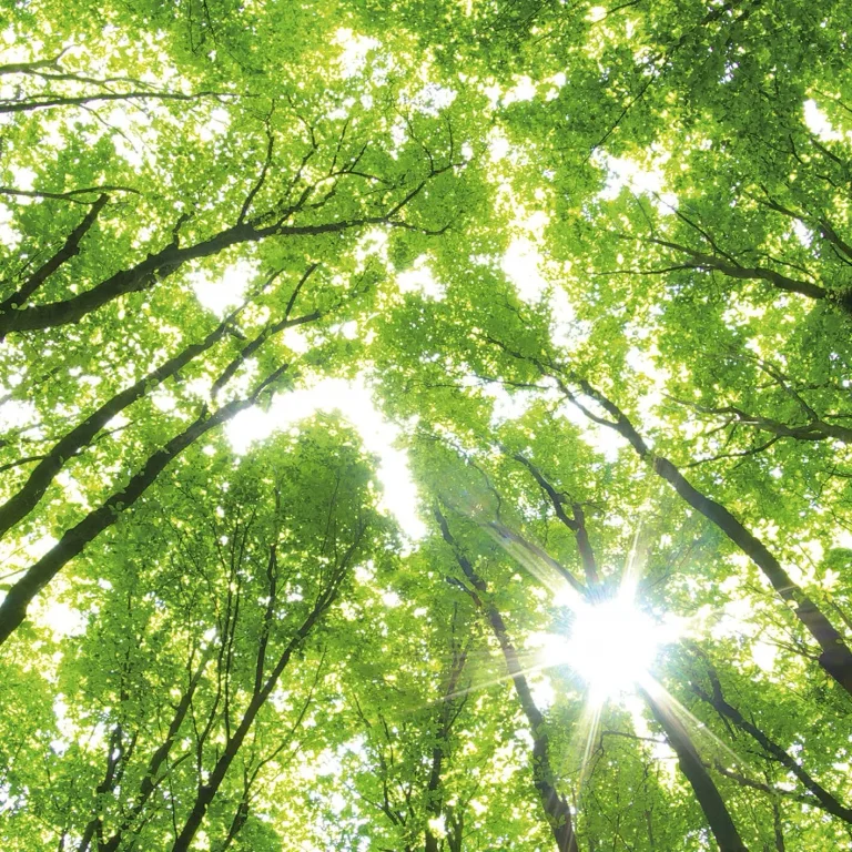 Sunny Forest - Wall Mural 5439 - 8 Panel - 384cm x 260cm — Ảnh 6