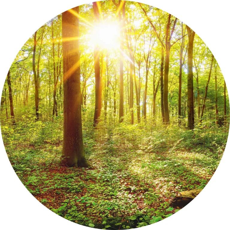 Deep in The Woods - Wall Mural 5502 - 4 Panel - 192cm x 260cm — Ảnh 6