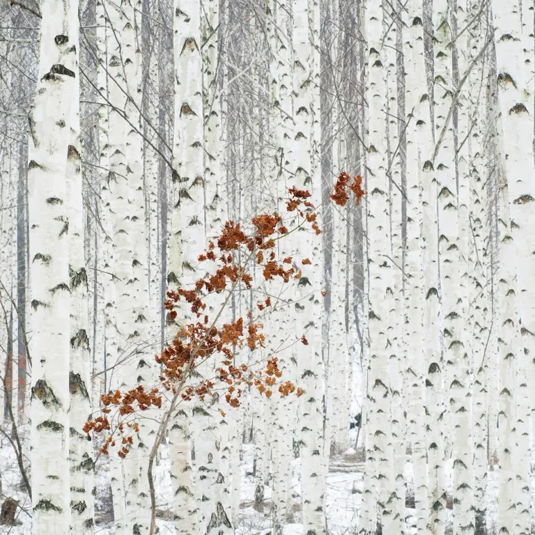 White Birch Forest - Wall Mural 5104 - 4 Panel - 192cm x 260cm — Ảnh 5