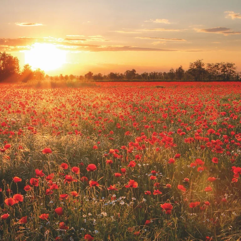 Poppy Field in Sunset - Wall Mural 5515 - 4 Panel - 192cm x 260cm — Ảnh 4