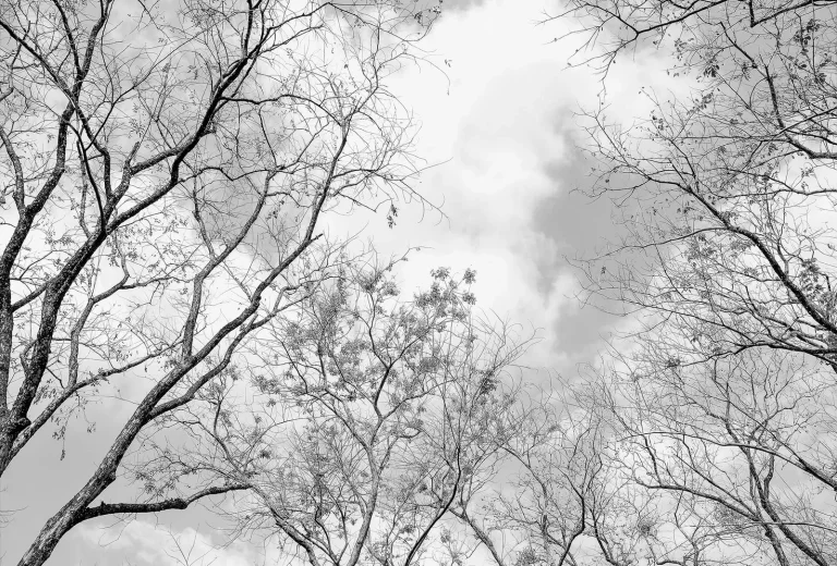 Tree Tops - Wall Mural 5434 - 4 Panel - 192cm x 260cm — Ảnh 4