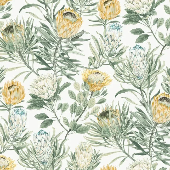 Protea
