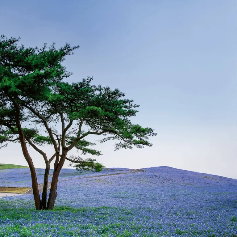 Tree in Blue Flower Field in Japan - Wall Mural 5034 - 8 Panel - 384cm x 260cm — Ảnh 2
