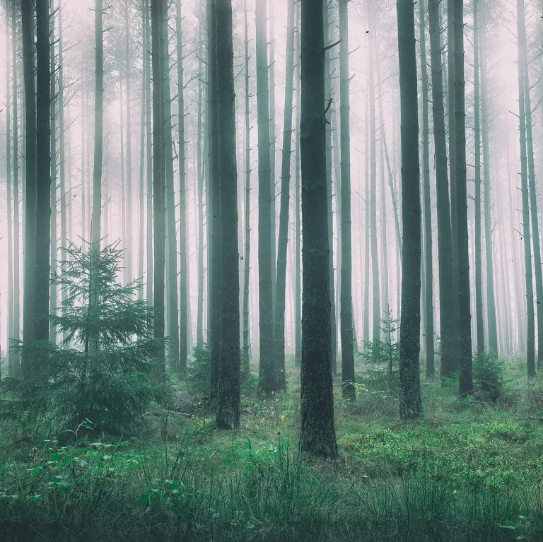 In The Woods - Wall Mural 5495 - 4 Panel - 192cm x 260cm — Ảnh 2