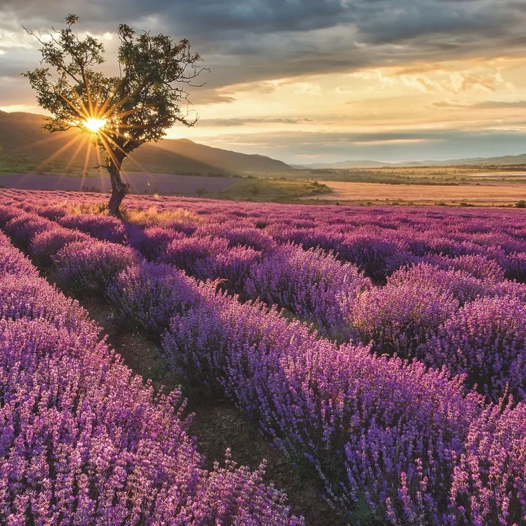 Lavender in the Provence - Wall Mural 5484 - 8 Panel - 384cm x 260cm — Ảnh 4