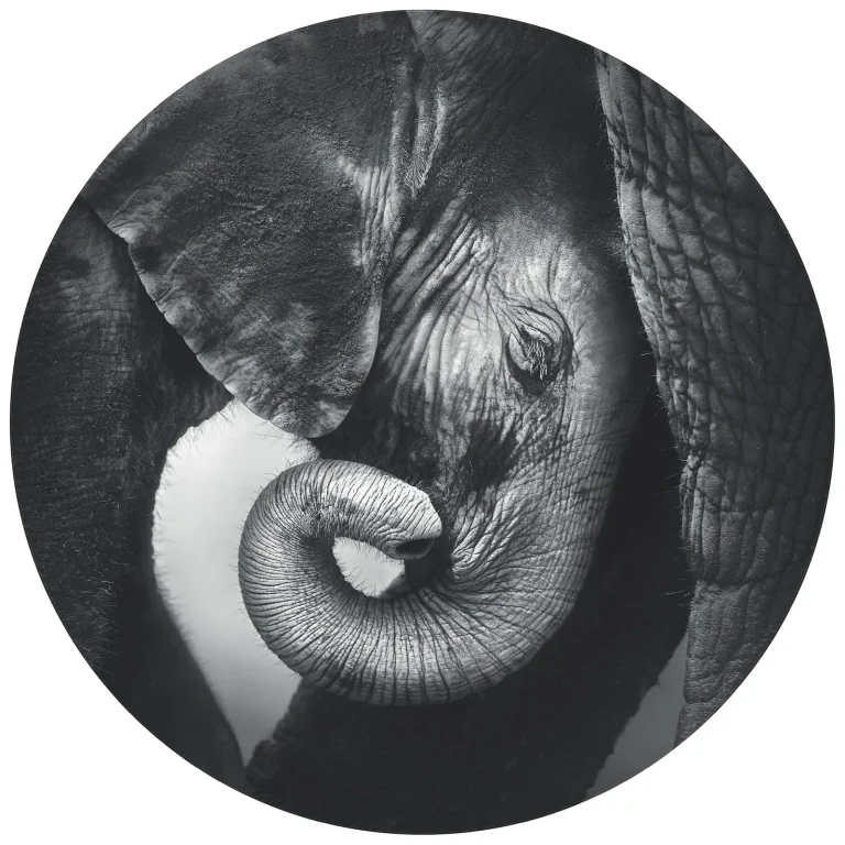 Baby Elephant - Wall Mural 5549 - Round - 144cm diameter — Ảnh 2