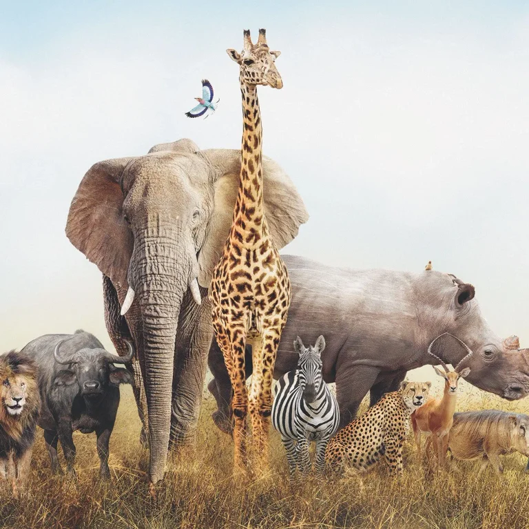 African Animals - Wall Mural 5521 - 8 Panel - 384cm x 260cm — Ảnh 2