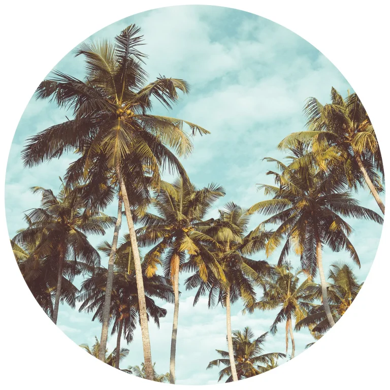 Palm Trees - Wall Mural 5522 - 4 Panel - 192cm x 260cm — Image 4