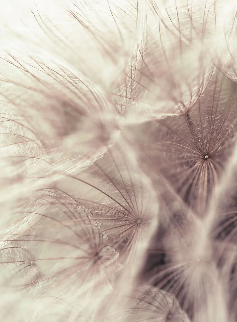 Dandelion Close Up - Wall Mural 5516 - 4 Panel - 192cm x 260cm — Ảnh 2