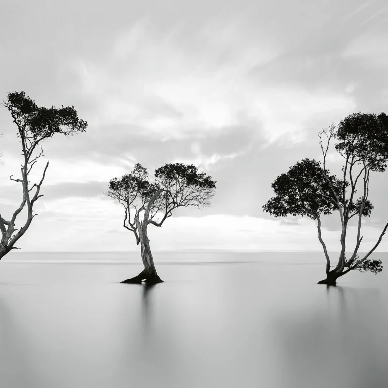 Trees In The Still Water - Wall Mural 5095 - 8 Panel - 384cm x 260cm — Ảnh 4