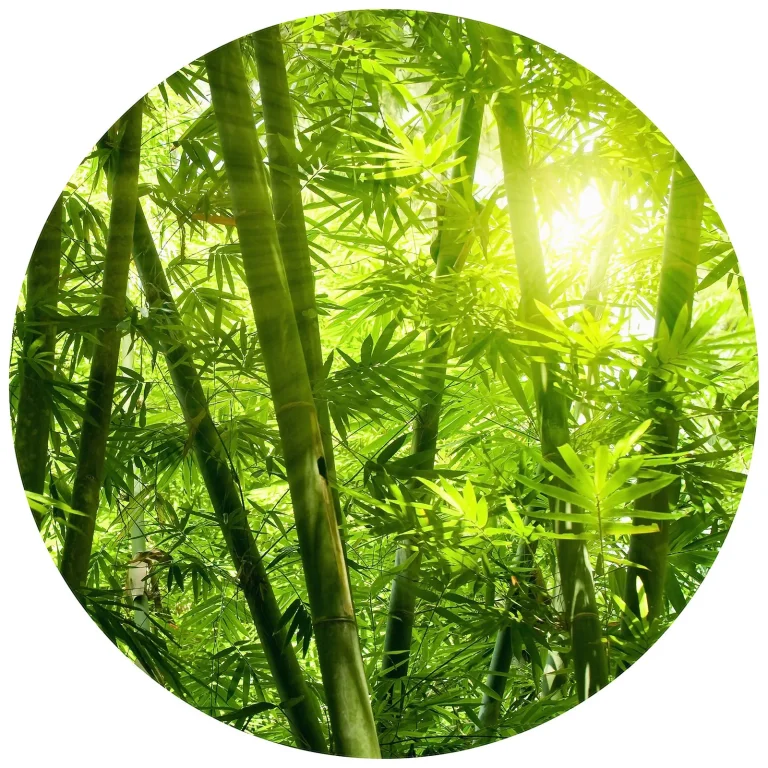 Bamboo Forest - Wall Mural 5403 - 4 Panel - 192cm x 260cm — Ảnh 6