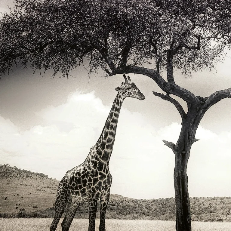 Giraffe Safari - Wall Mural 5084 - 4 Panel - 192cm x 260cm — Ảnh 3