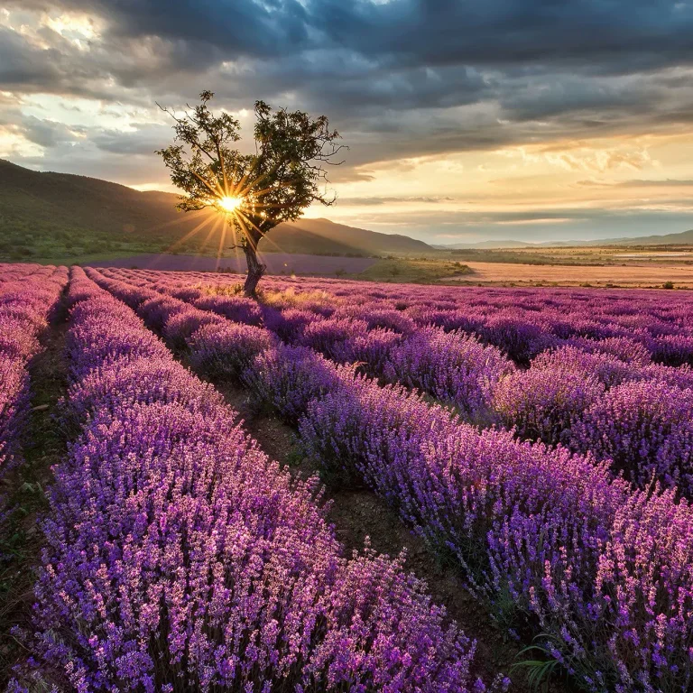 Lavender in the Provence - Wall Mural 5484 - 8 Panel - 384cm x 260cm — Ảnh 5