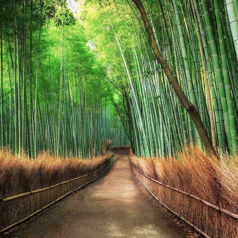 Bamboo Grove Kyoto - Wall Mural 5460 - 8 Panel - 384cm x 260cm — Ảnh 4