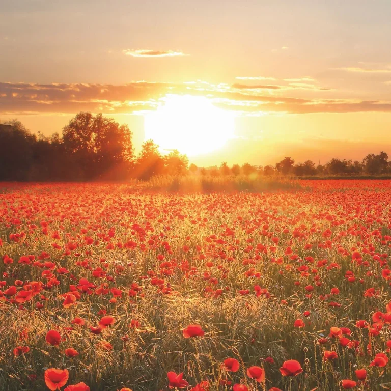 Poppy Field in Sunset - Wall Mural 5515 - 4 Panel - 192cm x 260cm — Ảnh 3