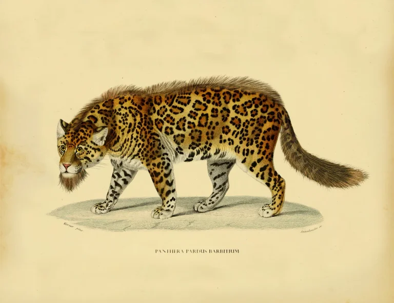Bearded Leopard Birch White — Image 6