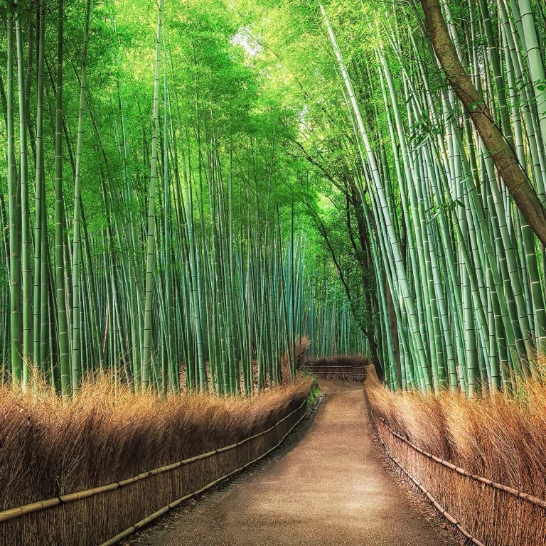 Bamboo Grove Kyoto - Wall Mural 5460 - 8 Panel - 384cm x 260cm — Ảnh 3