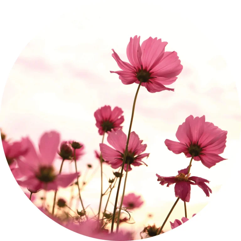 Pink Kosmeen - Wall Mural 5485 - Round - 144cm diameter — Ảnh 2