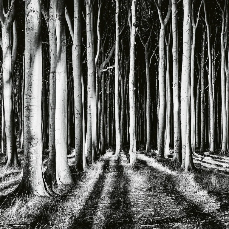 Ghost Forest - Wall Mural 5106 - 4 Panel - 192cm x 260cm — Ảnh 4
