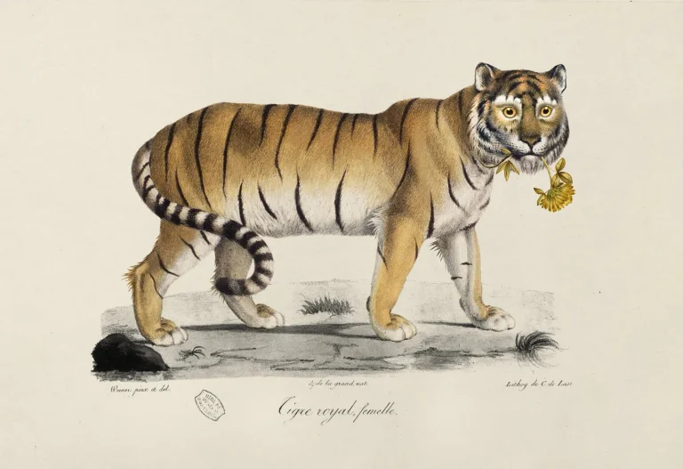Golden Tiger Ebony — Ảnh 5